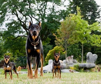 Une scène du film Marmaduke