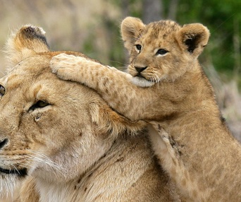 Scène du film Les animaux amoureux