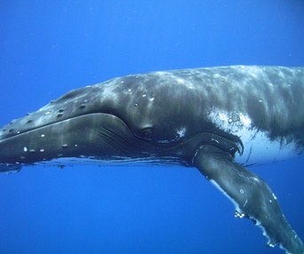Scène du film Dauphins et baleines 3D