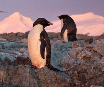 Une scène du film Penguins