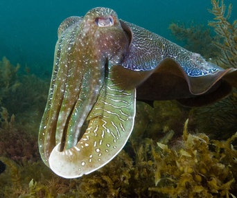 Une scène du film Oceans