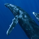 Une scène de Océans