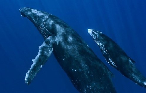 Une scène de Océans