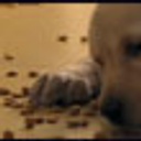 Le chien Marley dans le film Marley and Me