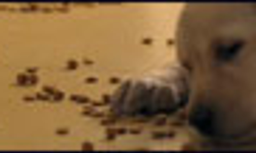 Bande-annonce de la comédie Marley and Me