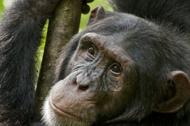 Une scène du film Chimpanzee