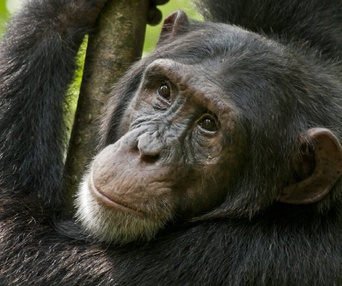 Une scène du film Chimpanzee