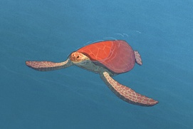 Une scène du film La tortue rouge