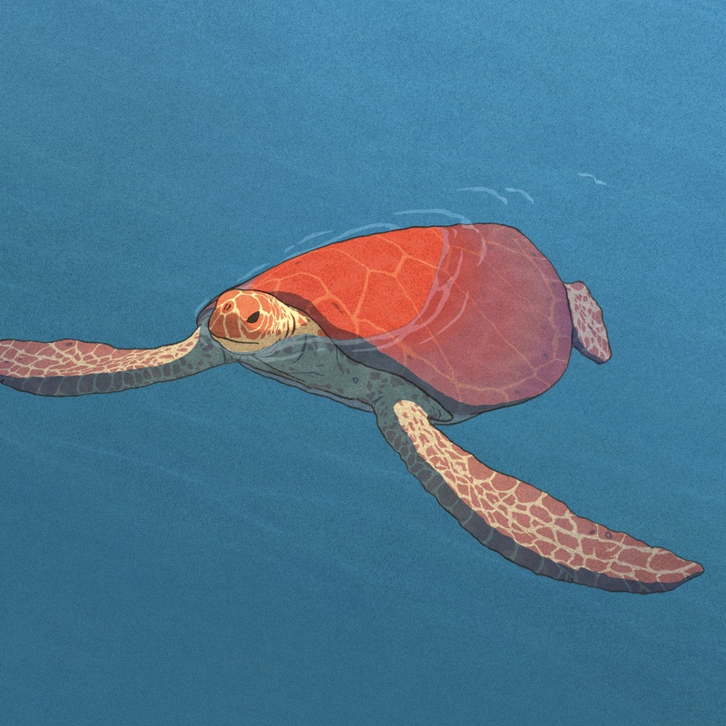 Une scène du film La tortue rouge