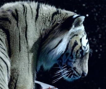 Une scène du film Life of Pi