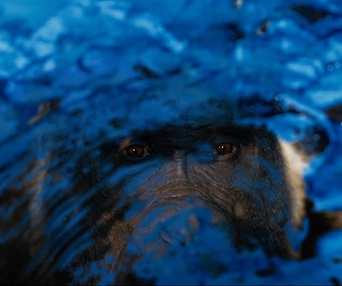 Une scène du film The One and Only Ivan