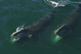 Une scène du film Last of the Right Whales Une scène du film Last of the Right Whales