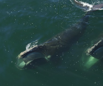 Une scène du film Last of the Right Whales