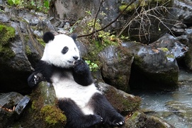 Une scène du film Pandas 3D