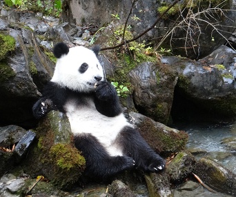 Une scène du film Pandas 3D