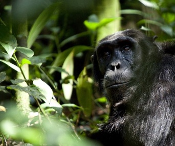 Une scène du film Chimpanzee