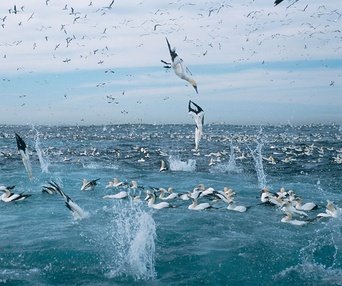Une scène du film Oceans