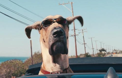 Une scène du film Marmaduke