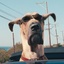 Une scène du film Marmaduke