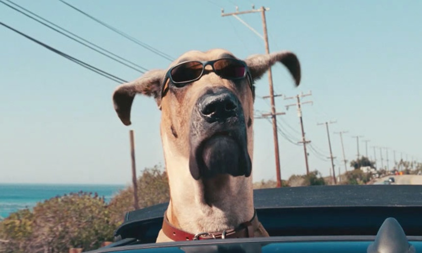 Primeur : Bande-annonce en français du film familial Marmaduke
