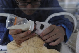 Une scène du film Pandas 3D