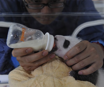 Une scène du film Pandas 3D