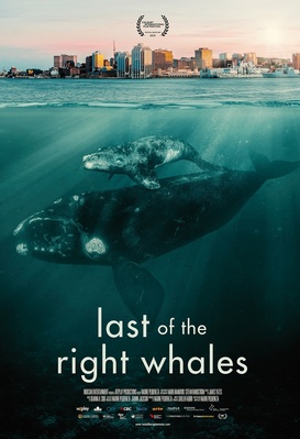 Les dernières baleines noires
