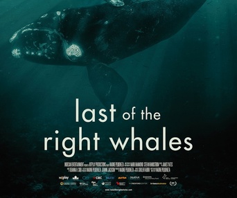 Affiche du film Last of the Right Whales