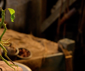Une scène du film Fantastic Beasts and Where to Find Them