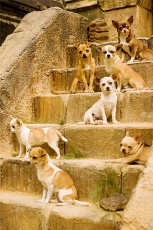 Une scène de Beverly Hills Chihuahua