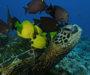 Sous les mers du monde en 3D