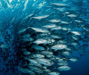 Une scène du film Oceans