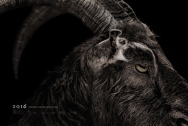 Affiche du film The Witch