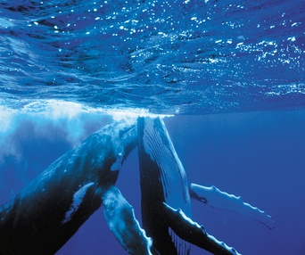Scène du film Dauphins et baleines 3D
