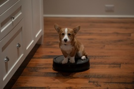 Image du film A Dog's Perfect Christmas