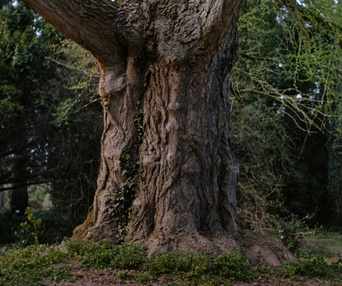 Image du film L'amie silencieuse
