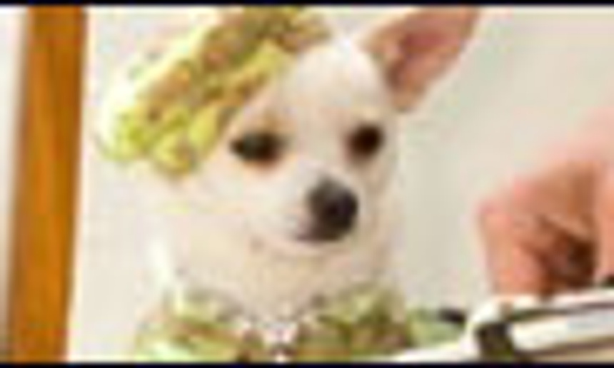 Bande-annonce officielle de la comédie familiale Beverly Hills Chihuahua