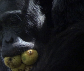 Scène du film Earth
