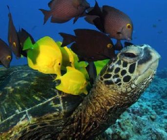 Scène du film Sous les mers du monde