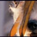 Scène du film Hotel for dogs