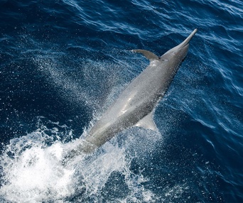Une scène du film Oceans