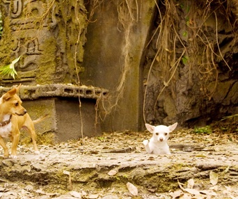 Scène du film Beverly Hills Chihuahua