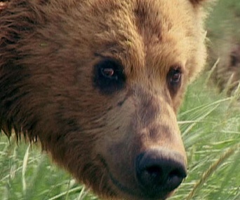 Scène du film Grizzly Man