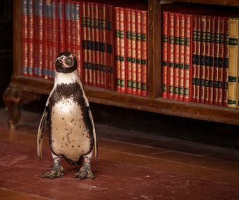 Images du film The Penguin Lessons
