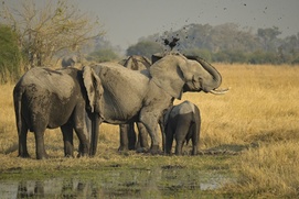 Image du film Les aventuriers voyageurs - Botswana-Namibie : de la brousse au désert
