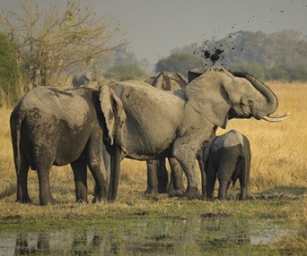 Image du film Les aventuriers voyageurs - Botswana-Namibie : de la brousse au désert