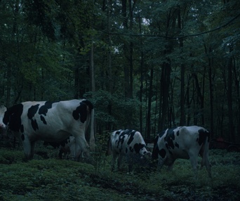 Images du film Ailleurs la nuit