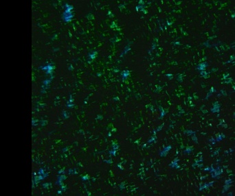 Image du film Chants de l'Est