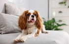 Attention : Chiens fragiles!