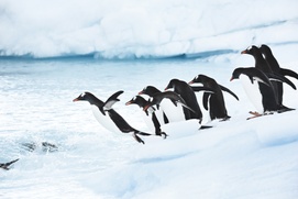 Image du film Antarctique : aux confins du monde